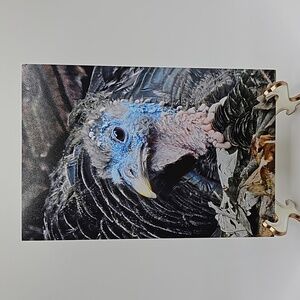 4x6 Turkey Resting Oil Painting‎ Art Print